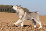 ALASKAN MALAMUTE 208
